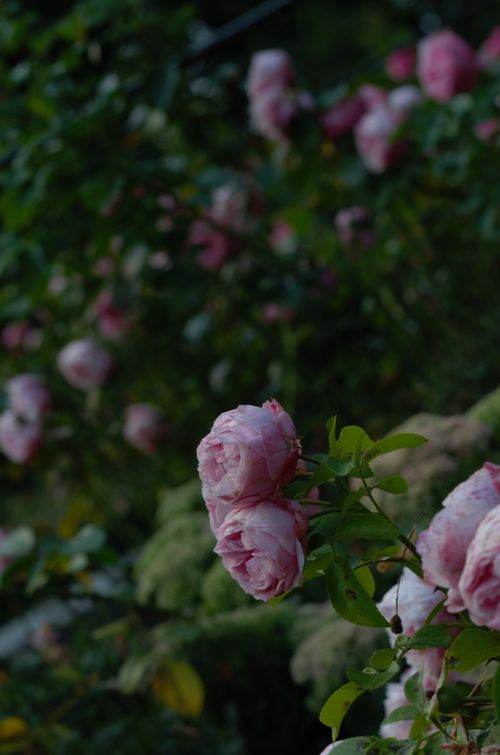 Free blooms Stock Photo