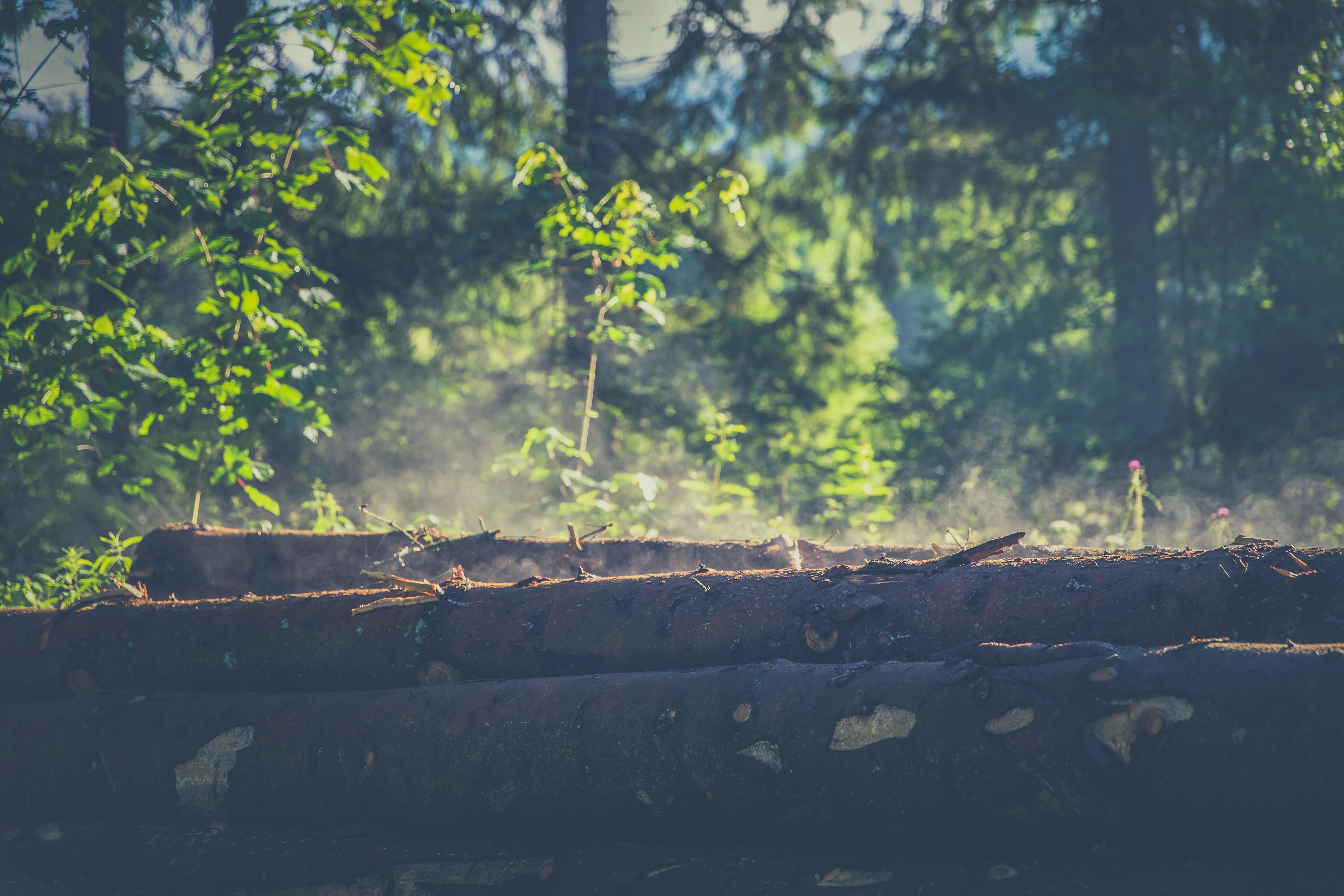 Бесплатные стоковые фото на тему бревна, деревья, дневной свет