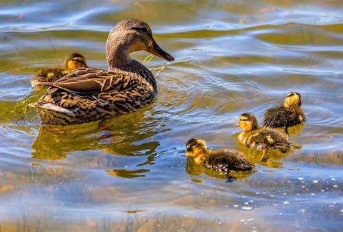 Photograph of Brown Ducks Swimming