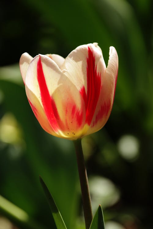 Free Close Up Photo of Tulip Stock Photo