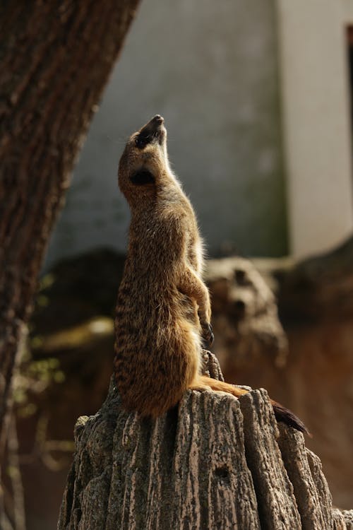 Free Photograph of a Meerkat on a Wooden Surface Stock Photo