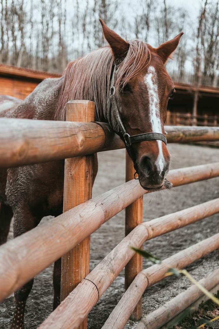 Horse Looking Through Fence