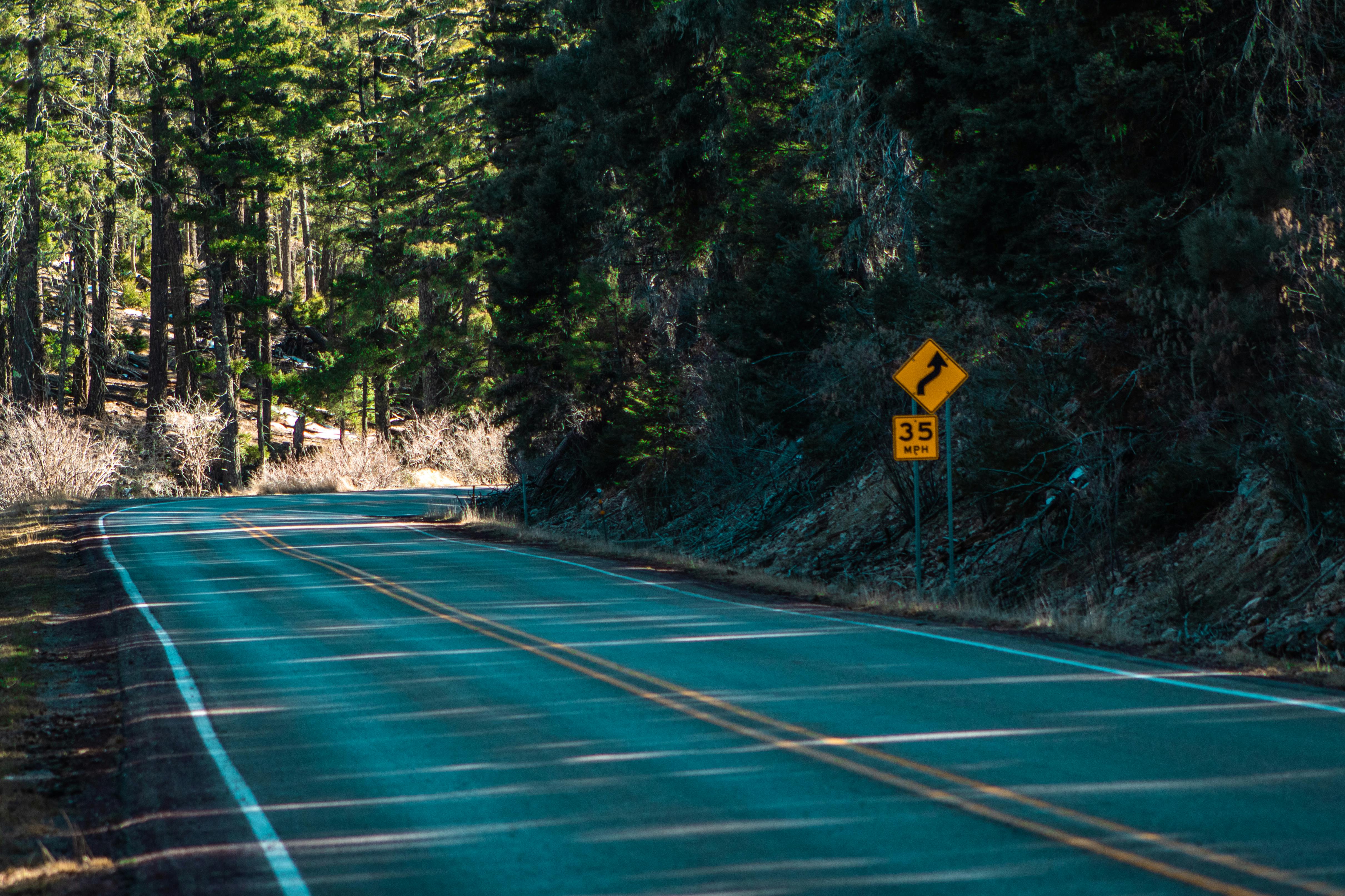 A tranquil forest road with a curve warning sign, enveloped by lush trees.