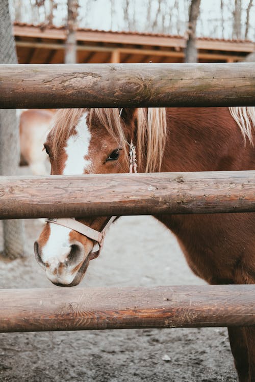 Fotos de stock gratuitas de animal, caballo, cerca