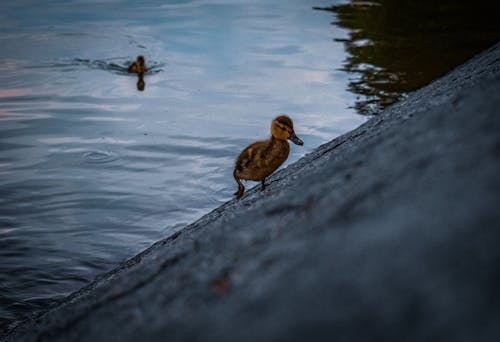 Foto d'estoc gratuïta de adorable, ànec, ànec collverd