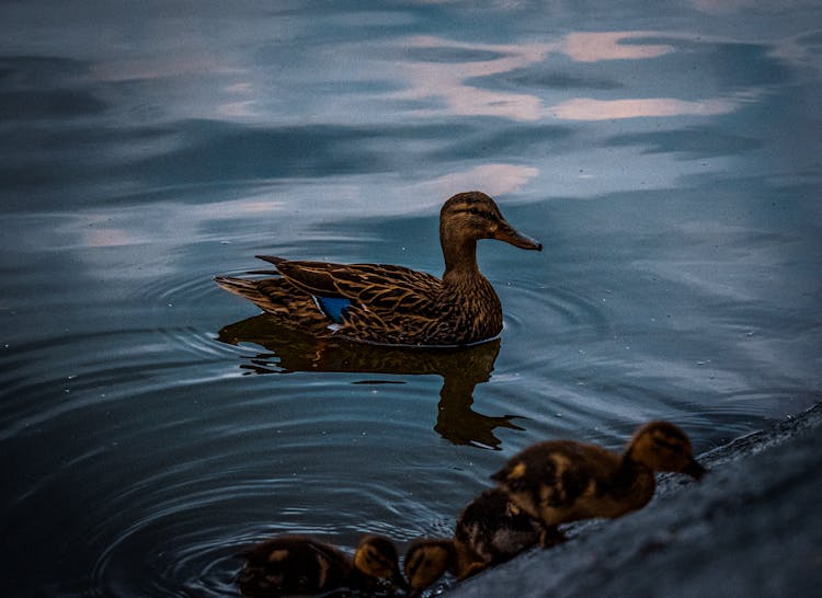 Photograph Of A Brown Mallard Near Baby Ducks