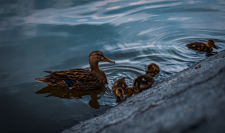 A Brown Duck With Ducklings On Water