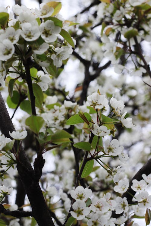 Close-up of White Flowers in a Tree