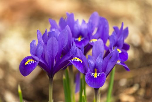 A detailed capture of blooming purple Netted Iris flowers showcasing nature's vivid colors.