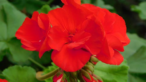 Red Flowers in Close-Up Photography