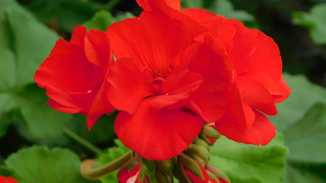 a close up image of a vibrant red geranium flower in full bloom showca