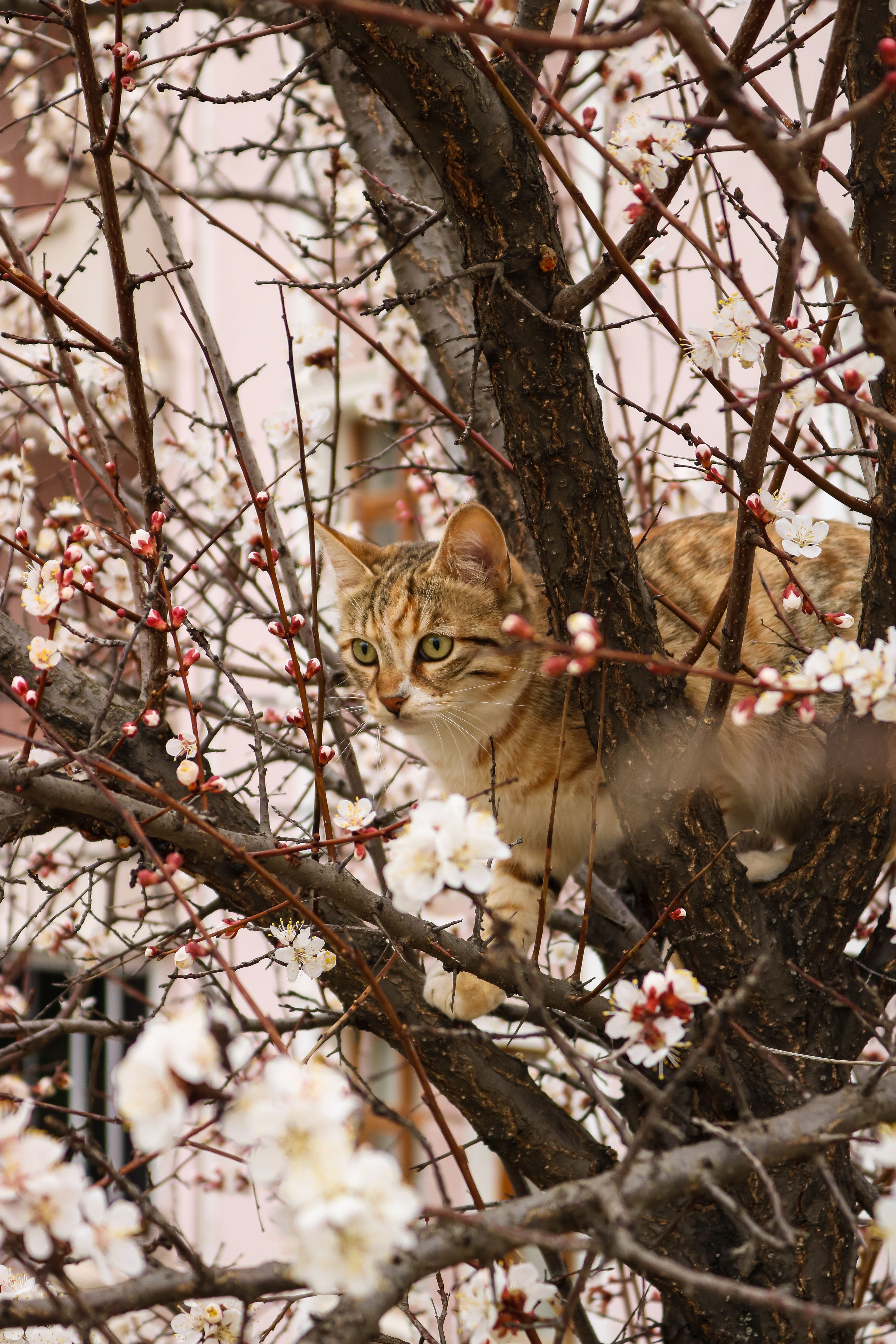 Cat on Tree Branch · Free Stock Photo
