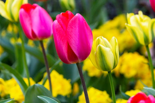 Close-Up Photograph of a Pink Tulip Beside a Yellow Tulip