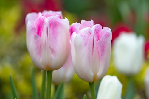 Close-Up Photograph of White and Pink Tulips