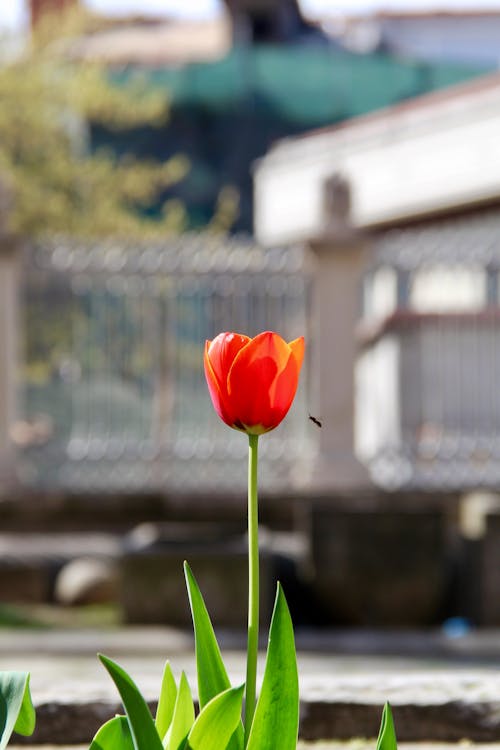 Gratis Foto stok gratis berkembang, bunga, bunga tulip Foto Stok