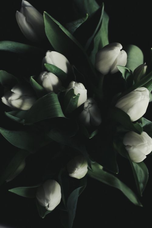 Free A close-up view of a bouquet of delicate white tulips with lush green leaves in low light. Stock Photo