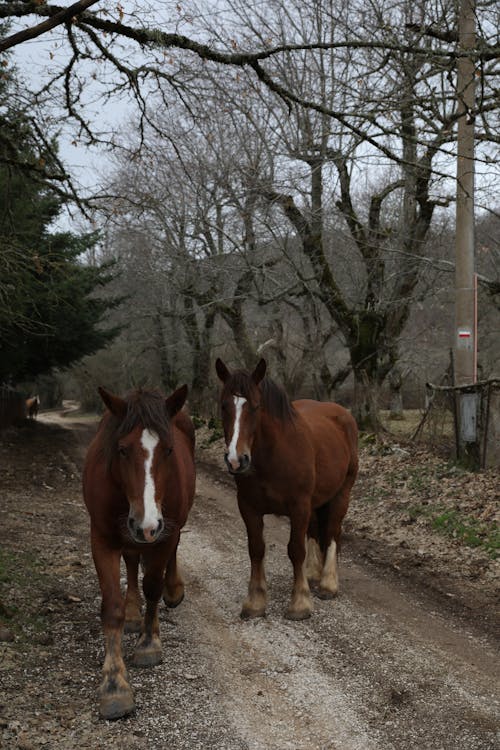 Kostenloses Stock Foto zu nutztiere, pferde, tiere