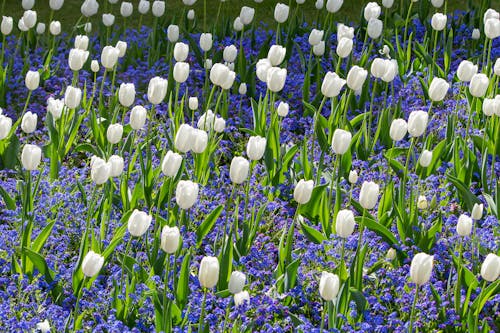 Foto stok gratis berkembang, bidang, bunga tulip