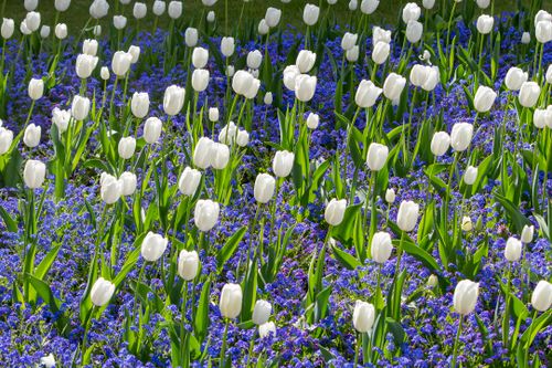 Free A vibrant garden of white tulips blooming above a sea of purple flowers, creating a colorful and delicate landscape. Stock Photo