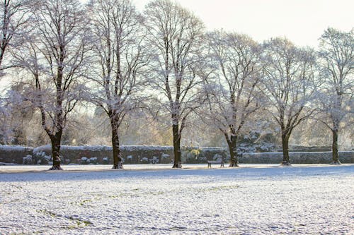 Photo of a Park During Winter