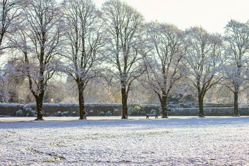 Free A serene winter scene showcasing a row of snow-covered trees in a quiet park. Stock Photo