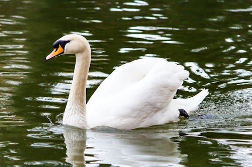 Kostnadsfri bild av djur, djurfotografi, fågel