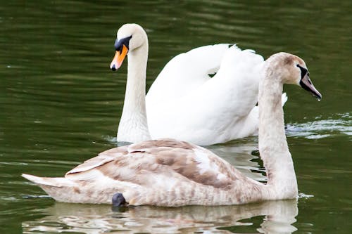 Darmowe zdjęcie z galerii z anatidae, fotografia ptaków, łabędź