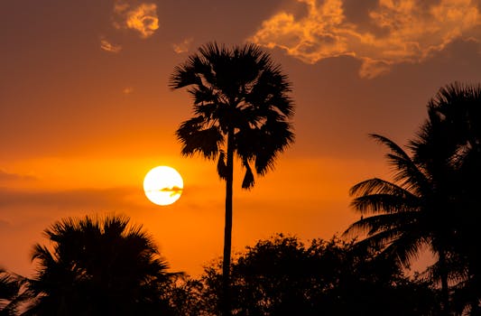 Breathtaking sunset with silhouetted palm trees creating a dramatic sky effect.