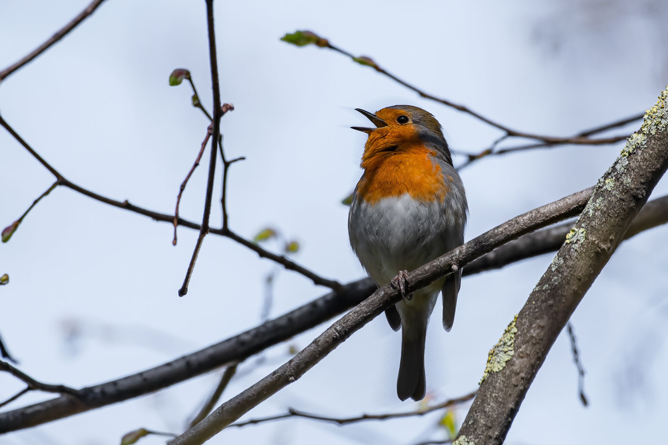 Close-Up Shot of a Robin · Free Stock Photo
