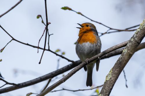 Free Vivid image of a European Robin singing perched on a branch. Stock Photo