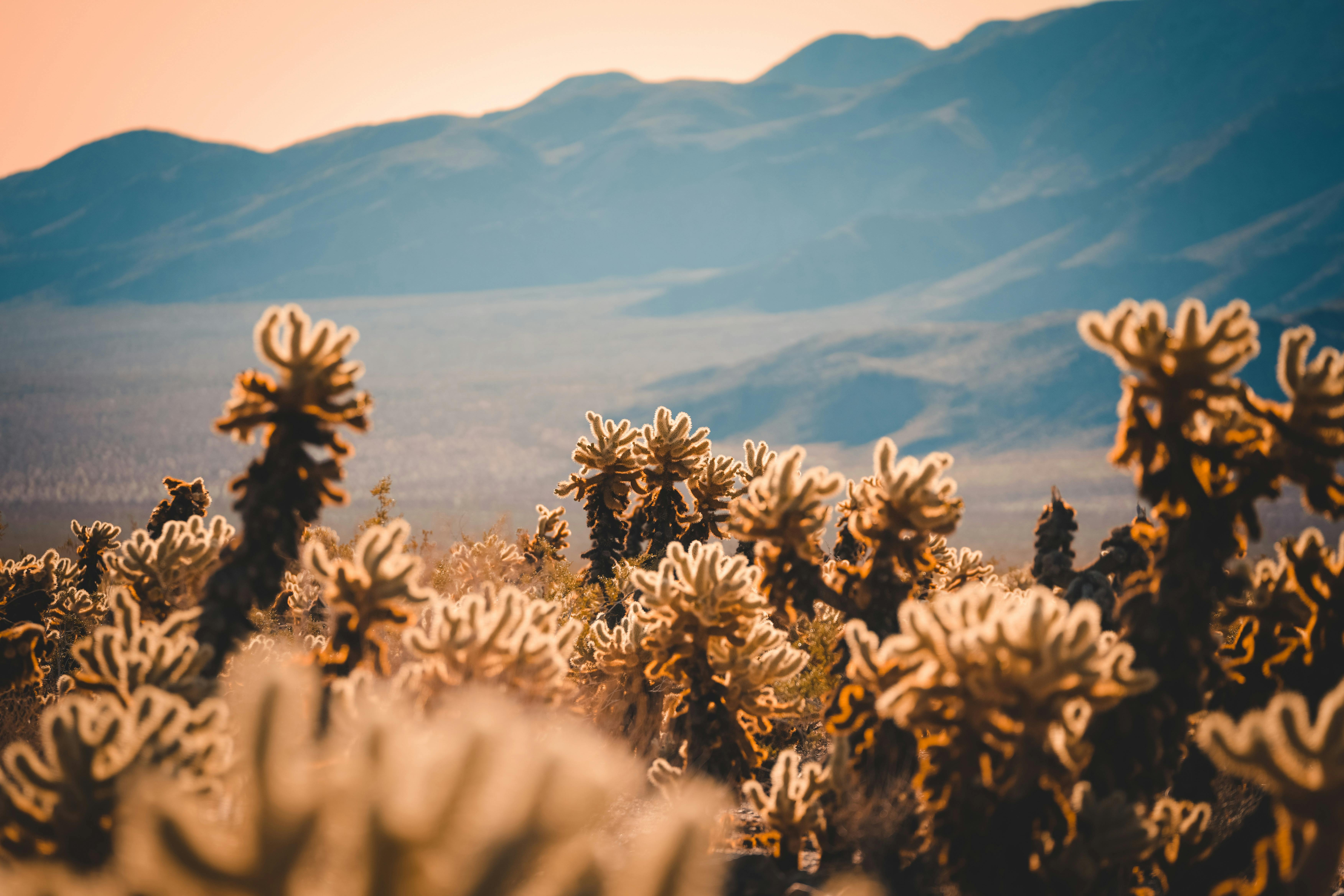 Vibrant desert landscape featuring cacti against distant mountain backdrop.