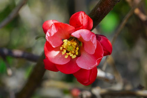 Základová fotografie zdarma na téma červená kytka, chaenomeles, detail