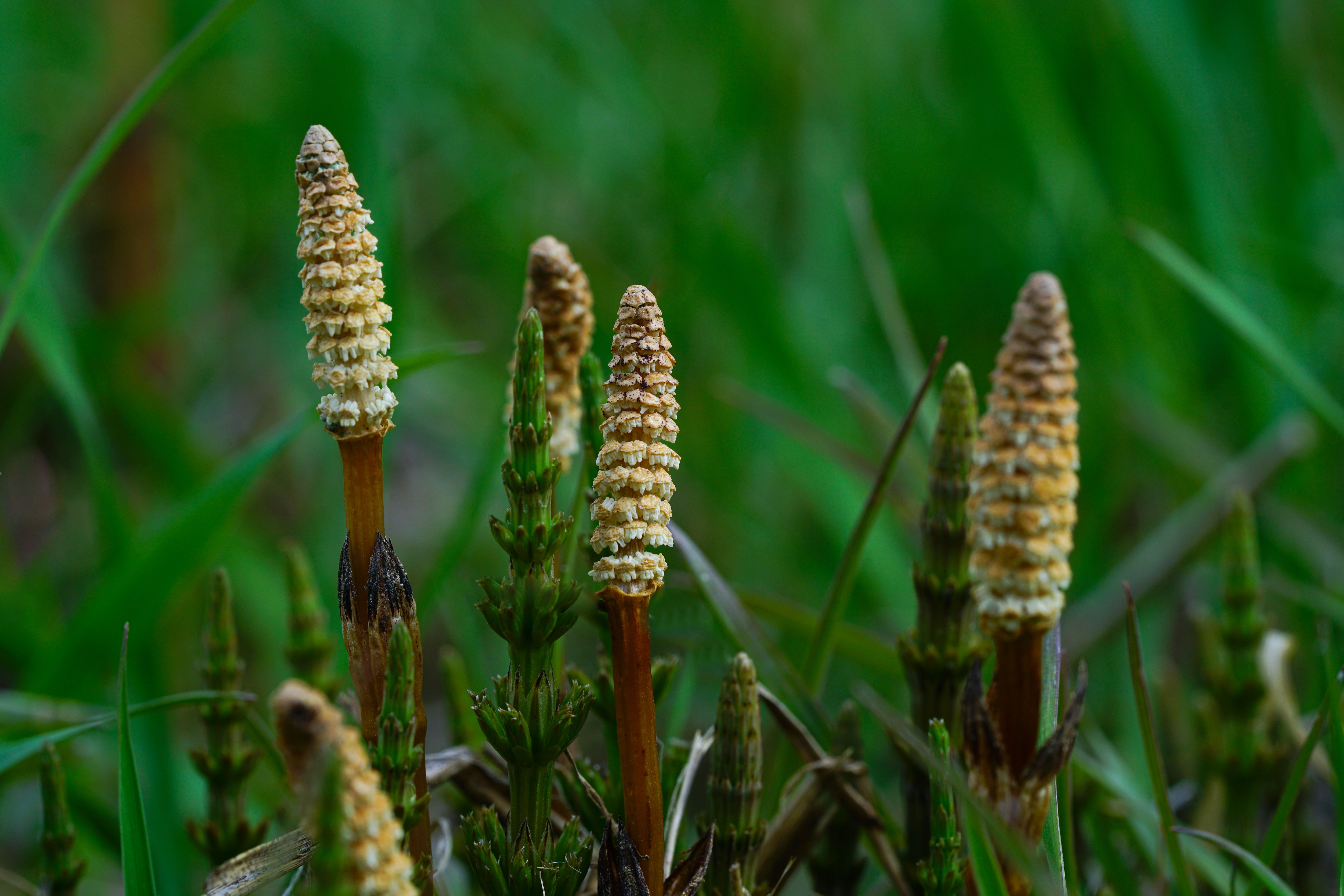 Хвощ польовий: властивості, застосування та вирощування — horsetail plant field green stems