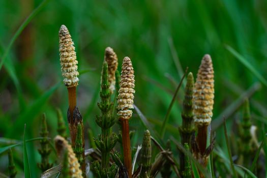 horsetail scouring rush plant