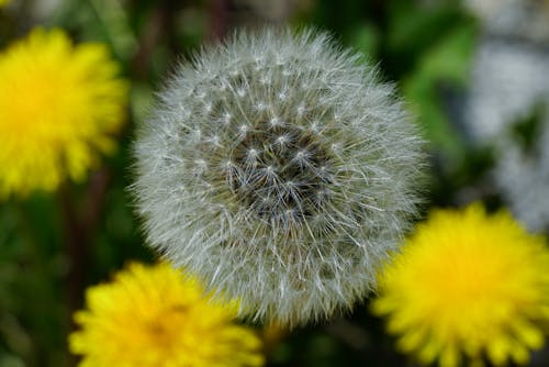 Free Close-Up Photograph of a Dandelion Stock Photo