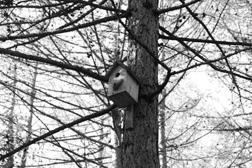 Grayscale Photograph of a Birdhouse Near Tree Branches