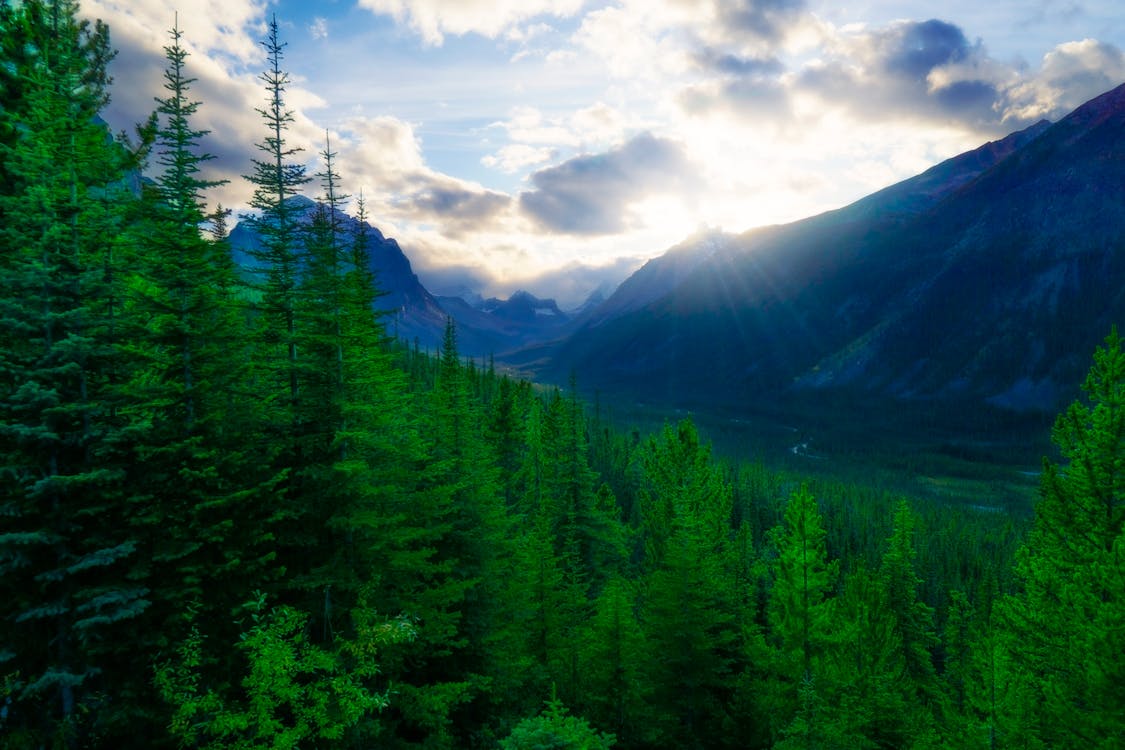 View of a Coniferous Forest on a Mountainside in a Valley
