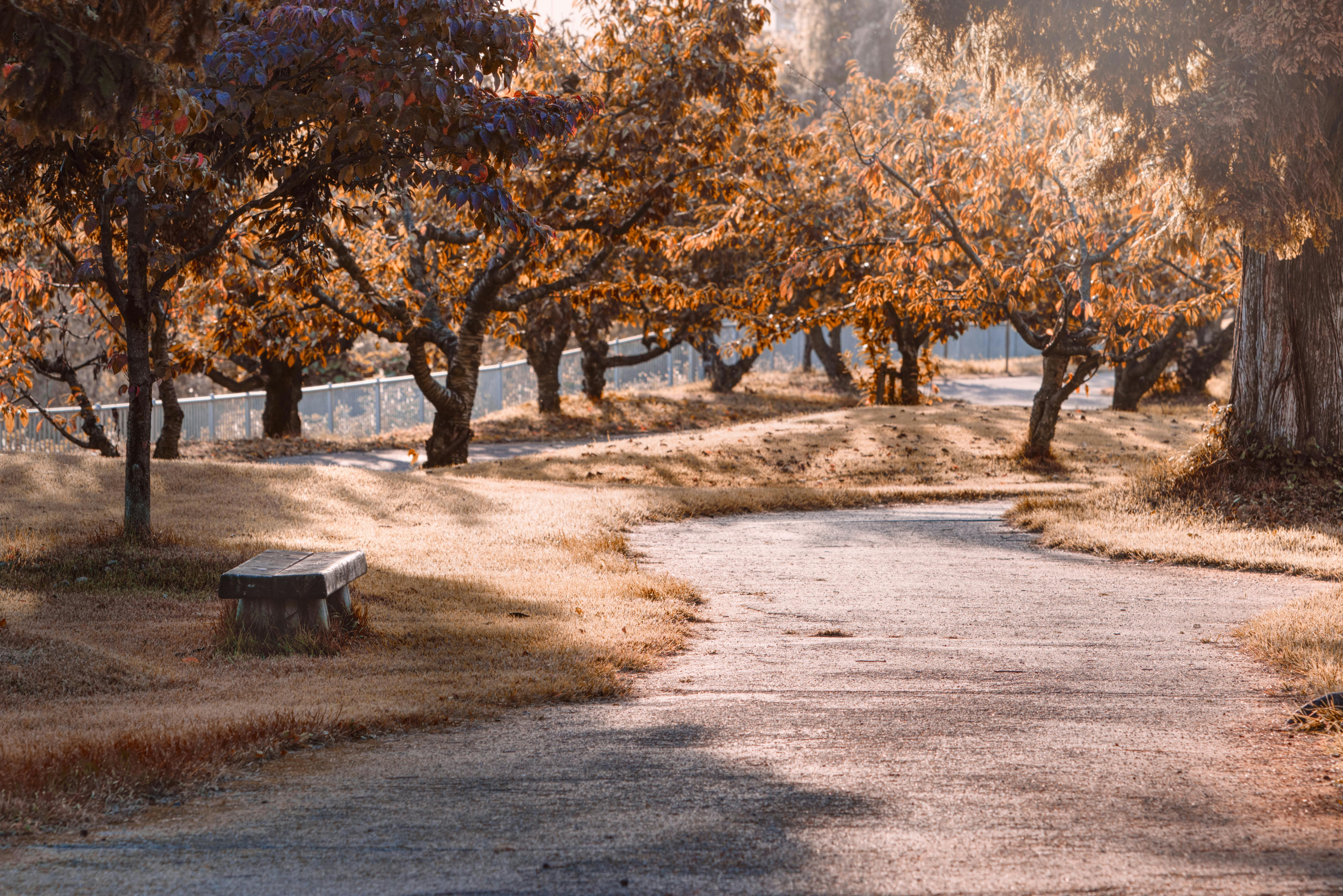Healthspan White Paper: The Data-Driven Path to Longevity — Photo by Dennis P on Pexels