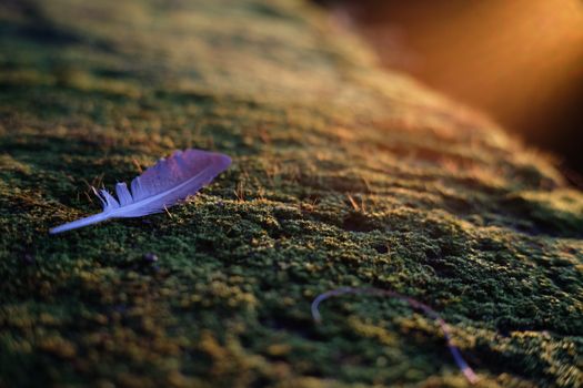 Close-up of a delicate feather lying on vibrant green moss with warm sunlight.