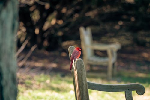 Free Red Bird Perched on Wooden Bench Stock Photo