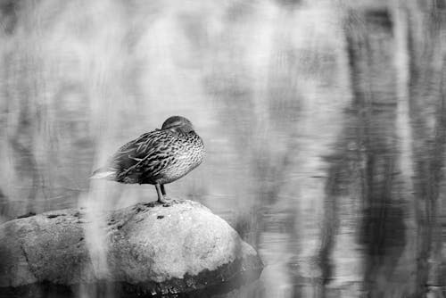 Free Grayscale Photo of a Bird on a Rock Stock Photo