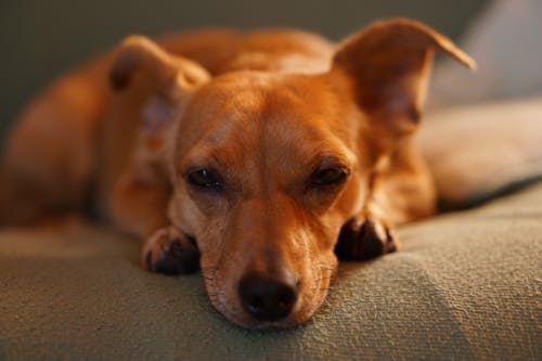 бесплатная Взрослая гладкая коричневая собака, лежащая на сером постельном белье, крупным планом Стоковое фото