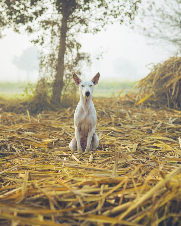 Photo of a White Dog Sitting on Dry Grass · Free Stock Photo