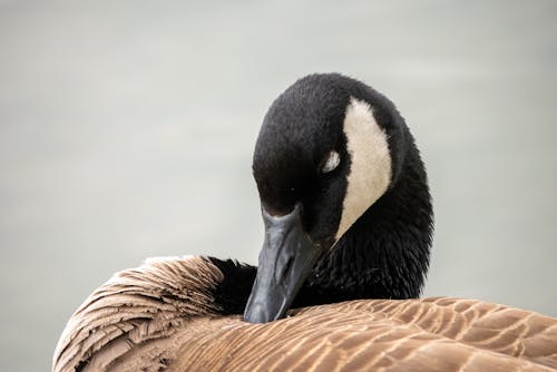A Black and Brown Goose in Close-Up Photography