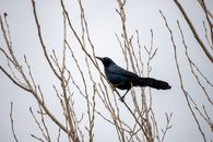 Photograph of a Black Grackle Perched on a Branch