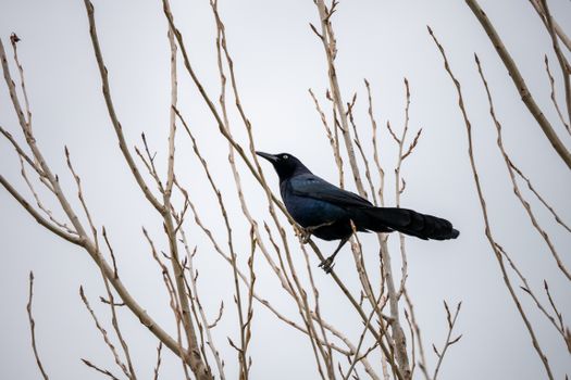 Photograph of a Black Grackle Perched on a Branch