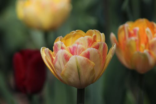 Close Up Photo of a Tulip