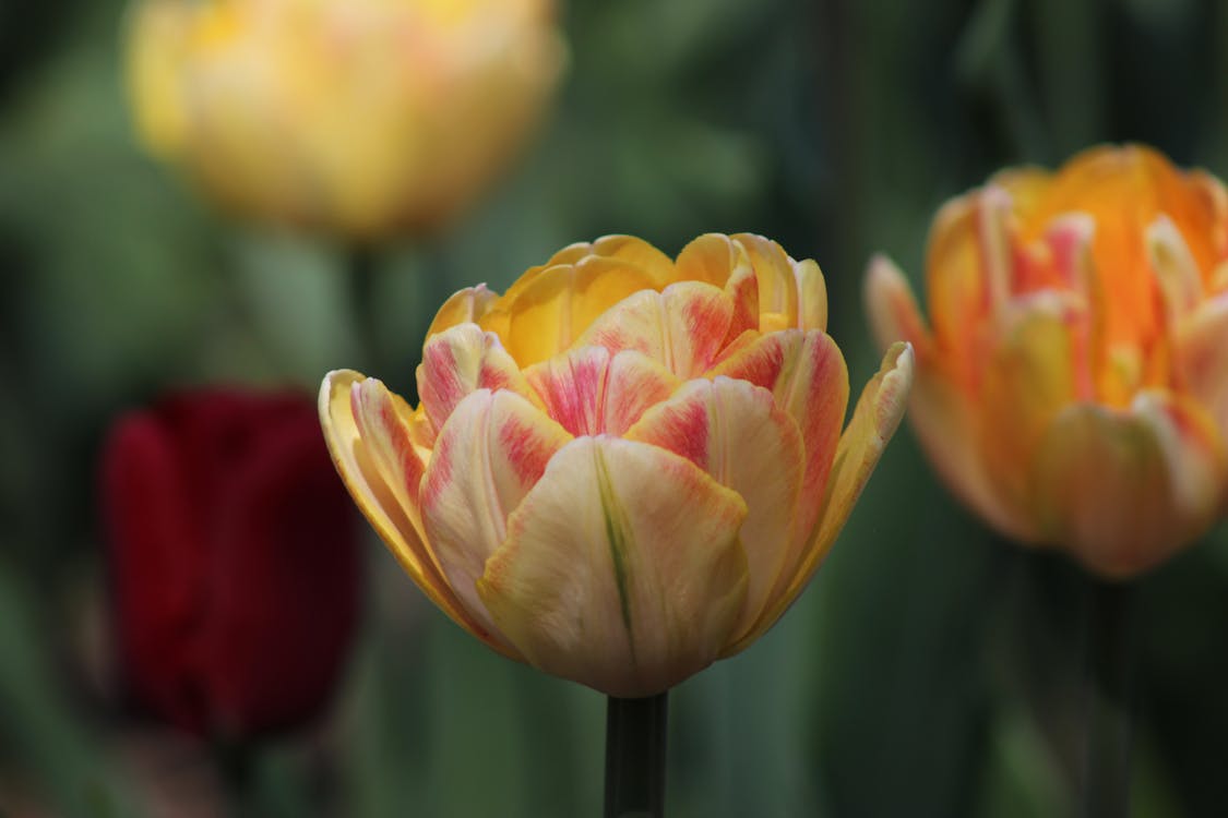 Free Close Up Photo of a Tulip Stock Photo