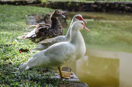 Free Photo of Ducks Near Grass Stock Photo