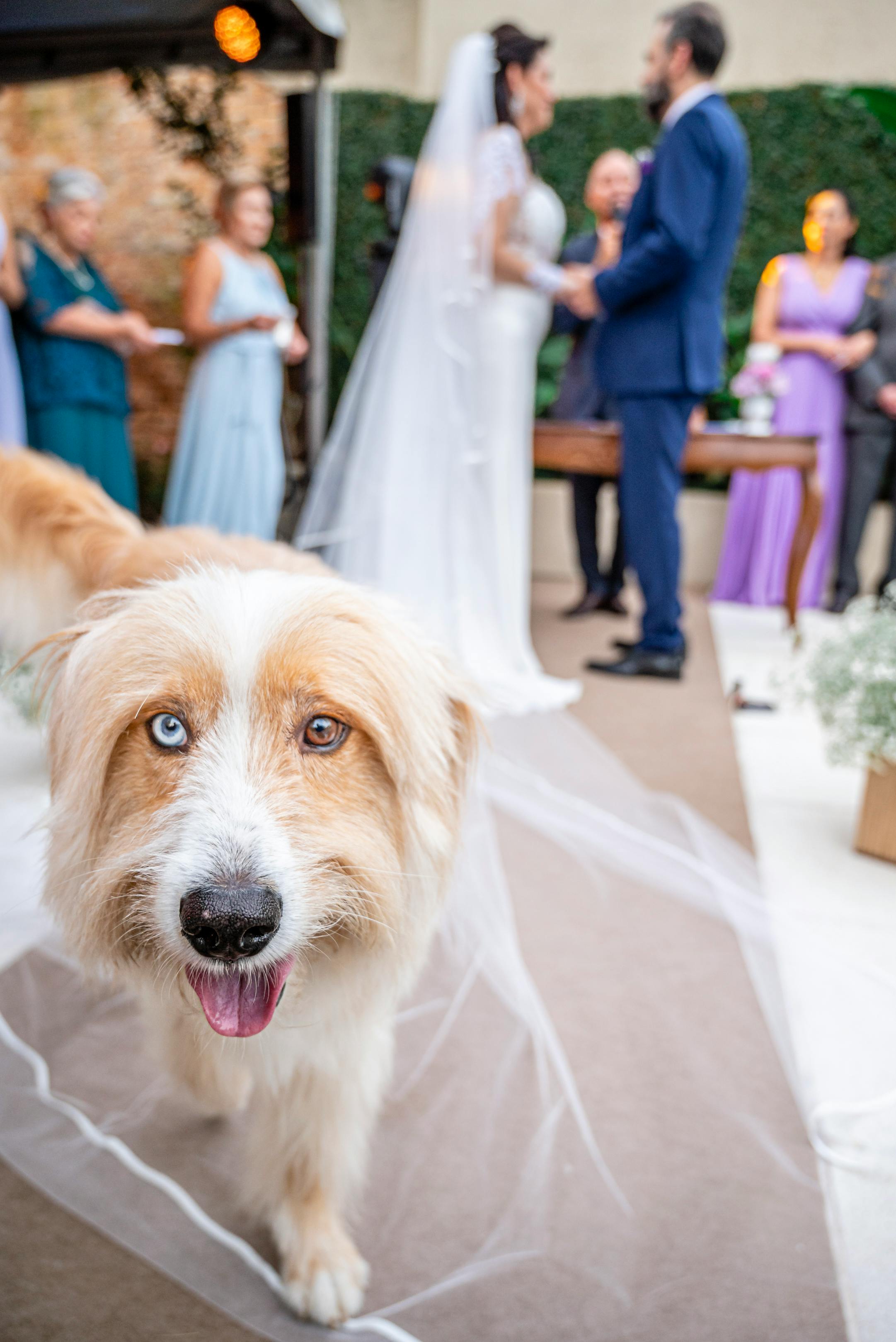 photo of a dog at a wedding